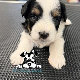 Black parti - Parti male Miniature Schnauzer puppy in Kaufman, Texas from KK’s Krazy Kennels