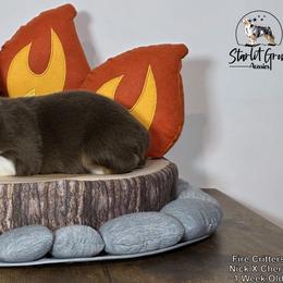 Australian Shepherd Puppies from Starlit Grove Australian Shepherds