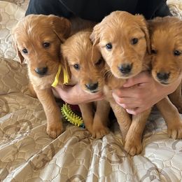 Golden Retriever Puppies from Rangel Family Goldens