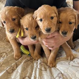 Golden Retriever Puppies from Rangel Family Goldens