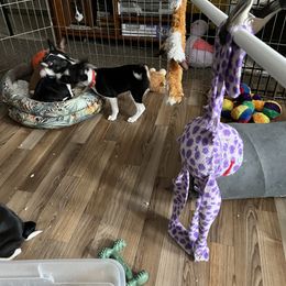 Basenji Puppies from TAKARI’S Basenjis