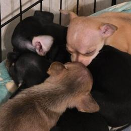 Chihuahua puppies from Gift of Gods Favor