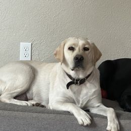 Casey - Labrador Retriever