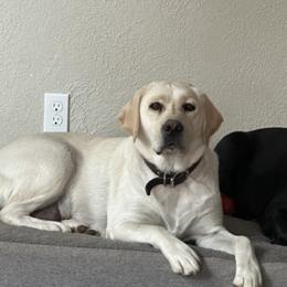 Casey - Labrador Retriever