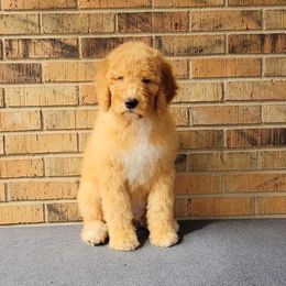 Mistletoe - Red Bernedoodle puppy in Christiana, Tennessee from Southern Home Pups