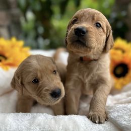 Golden Retrievers from Mishka's Minions
