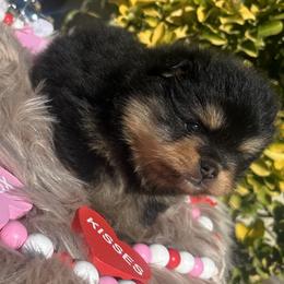 Buttercup - Black and tan female Pomeranian puppy in Sandia, Texas from Broken Arrow Poms