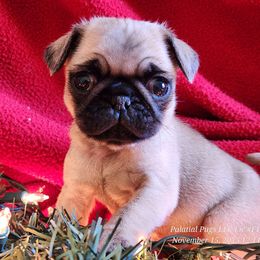 Fawn Boy - Fawn male Pug puppy in Lebanon, Maine from Palatial Pugs LLC