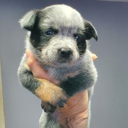 Wide mask standard Blue ( Red mrkg) - Blue speckled female Australian Cattle Dog puppy in Lenoir, North Carolina from Blue Coyote Ranch