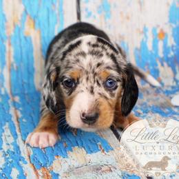 AKC Reef - Dapple male Dachshund puppy in Christiansburg, Virginia from Little Legs Luxury Dachshunds LLC