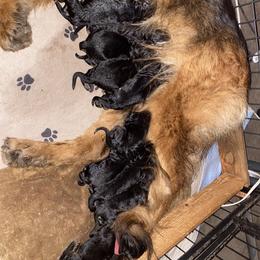 German Shepherd Puppies from S&S German Shepherds
