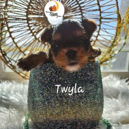 Twyla - Black and tan female Yorkshire Terrier puppy in Moses Lake, Washington from Harmony Hills Yorkies