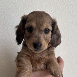 Dachshund Puppies from MC Mini Doxies