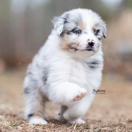 Sparkle - Blue merle female Australian Shepherd puppy in Woodford, Virginia from Skyborne Australian Shepherds