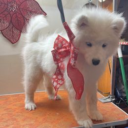 Samoyed Puppies from Better’s Samoyeds