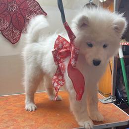 Samoyed Puppies from Better’s Samoyeds