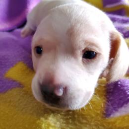 Grayson - Piebald male Dachshund puppy in New Brighton, Minnesota from Doxie Lakes