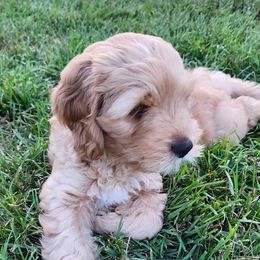 Boy 4 - Red Australian Labradoodle puppy in Maryland from Mountain View Meadow Labradoodles