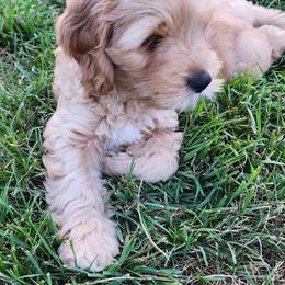 Boy 4 - Red Australian Labradoodle puppy in Maryland from Mountain View Meadow Labradoodles