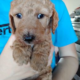Aussiedoodle, Goldendoodle, and Labradoodle Puppies from Loving Doodle