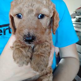Aussiedoodle, Goldendoodle, and Labradoodle Puppies from Loving Doodle