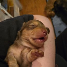 Dachshund Puppies from Tumbleweed Dachshunds