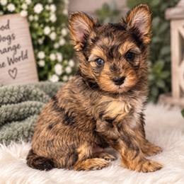 Jack - Merle male Yorkipoo puppy in Navarre, Florida from KAYY services
