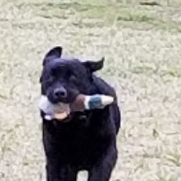 Labrador Retriever All Grown Up from Casbar Labradors