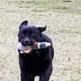Labrador Retriever All Grown Up from Casbar Labradors