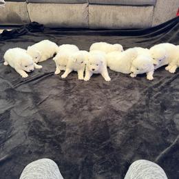 Boy 4 - White male Samoyed puppy in Glasgow, Kentucky from Bluegrass Samoyeds