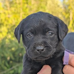 Labrador Retriever Puppies from Linderman Labs