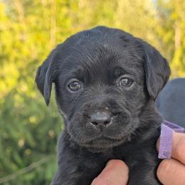 Labrador Retriever Puppies from Linderman Labs