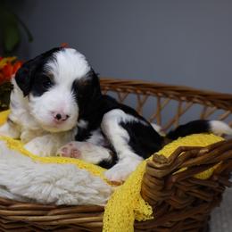 Velvet - Black tri-color female Aussiedoodle puppy in Fort Myers, Florida from Little Golden Farm