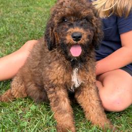Brady - Sable male Goldendoodle puppy in Lowville, New York from Adirondack Goldendoodles