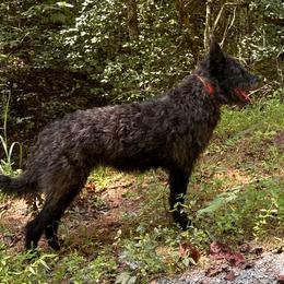 Aurora - Silver brindle female Dutch Shepherd puppy in Ellijay, Georgia from Serva Kennel