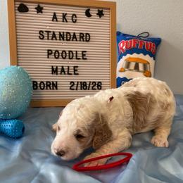 Teddy ( red collar) - Parti male Poodle puppy in Port Saint Lucie, Florida from Abbott Standard Poodles