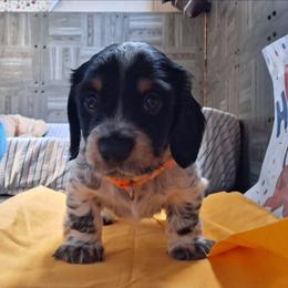 Buttercup - Piebald male Dachshund puppy in Pekin, Illinois from Paula's Dachsunds