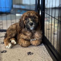 Goldendoodle Puppies from Wrigley's Doodles