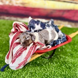 Lychee - Dapple male Dachshund puppy in Westport, Kentucky from Lonestar Creek Farm