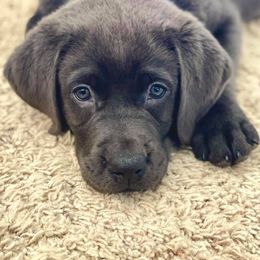 Dilute Retriever Puppies from Crowley’s Ridge Silver Labs