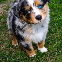 Journey - Blue merle male Miniature Australian Shepherd puppy in Guthrie, Oklahoma from Raised Right Pups
