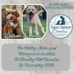 Goldendoodle puppies from Yukon Harbor Doodles