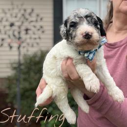 Stuffing - Parti male Goldendoodle puppy in Mocksville, North Carolina from Little Bear Doodles