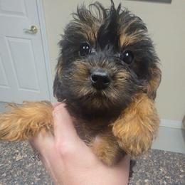 Delora - Black and tan female Yorkipoo puppy in Lebanon, Kentucky from Mosaic Merle Doodles