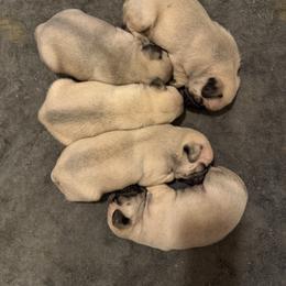 Pug Puppies from Sweet Mercy Farm