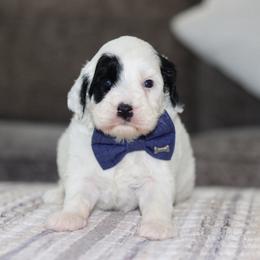 Chalk - Black and chalk male Australian Labradoodle puppy in Calhoun, Louisiana from Arrowhead Australian Labradoodles