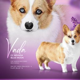 Vada - American Corgi