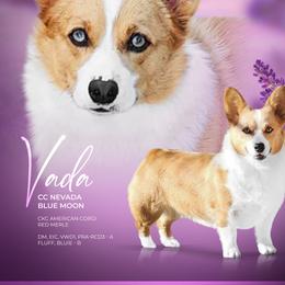 Vada - American Corgi
