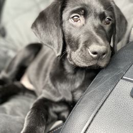 Labrador Retriever Puppies from Triple L Labs & Co.