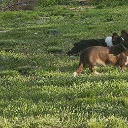 Margo - Cardigan Welsh Corgi
